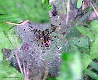 Agelena gracilens sulla ragnatela