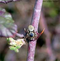 Carrhotus Xanthogramma