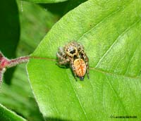 Carrhotus xanthogramma femmina