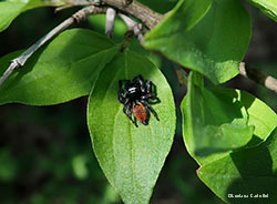 Carrhotus xanthogramma maschio