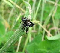 Maschio di Evarcha arcuata