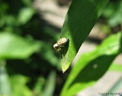 Heliophanus tribulosus