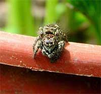 Philaeus chrysops femmina Philaeus chrysops femmina