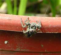 ragno saltatore philaeus chrysops f.