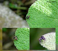 saltatore a pallini sulla salvia