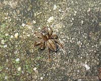 Salticidae fotografato in pratomagno