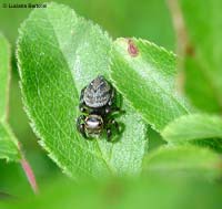 ragno Evarcha arcuata femmina