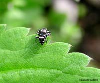 ragnetto nero con pallini bianchi