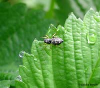 salticide su una foglia verde