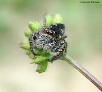 philaeus chrysops ragno saltatore