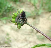 ragno saltatore Philaeus chrysops ragno saltatore Philaeus chrysops