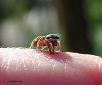 piccolissimo salticidae posato sul dito