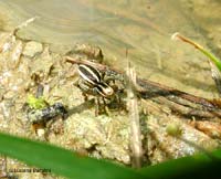 Ragno salticidae Phlegra sp.