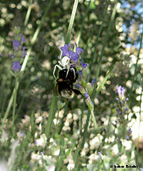 Misumenia vatia con un bombo