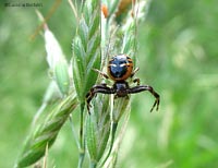 Synaema globosum