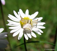 Thomiside bianco su margherita bianca