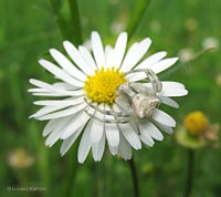 Thomisus bianco su fiore di margherita