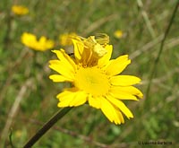 Tomiside giallo su margherita gialla