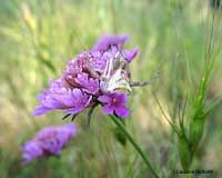 Tomiside con sfumature rosa