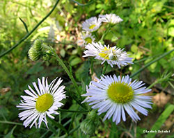 Thomiside Misumenia vatia
