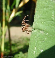 giovane ragno Agalenatea sp.