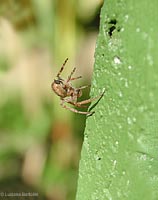giovane Agalenatea sp.