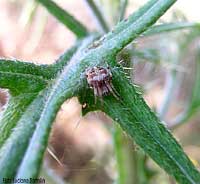 Agalenatea redii