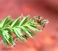 giovane ragno - Agelenidae ?