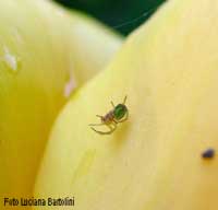 giovane Araniella