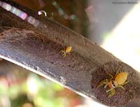 piccolissimo ragno giallo chiaro