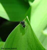 giovane salticide nero