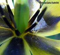 ragnetto chiaro dentro un fiore