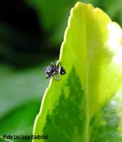 giovane salticide nero