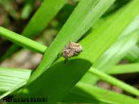 Araneus gibbaranea