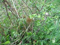 Piccoli ragni di Araneus diadematus tra l'erba