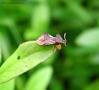 Phymata crassipes