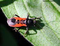 Reduvidae Pirates hybridus Reduvidae Pirates hybridus