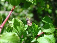 Phymata crassipes Phymata crassipes