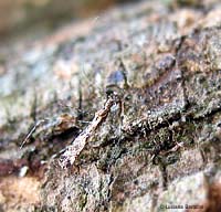 Empicoris culiciformis Empicoris culiciformis