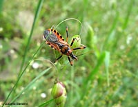 Rhynocoris iracundus