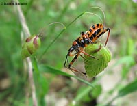 Rhynocoris iracundus Rhynocoris iracundus