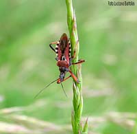Rhynocoris erythropus Rhynocoris erythropus