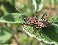 Rhynocoris erythropus Rhynocoris erythropus