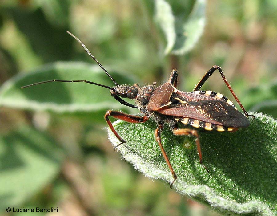 http://www.lucianabartolini.net/Immagini/reduvidae/Rhinocoris-erythropus.jpg