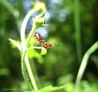 Giovane Rhinocoris sp.