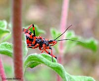 Eterottero: Rhinocoris iracundus