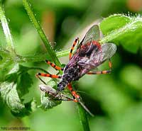 Eterottero: Rhinocoris annulatus