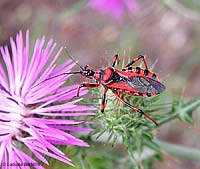 Rhinocoris iracundus Rhinocoris iracundus