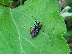 Rhynocoris annulatus Rhynocoris annulatus
