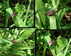 Rhynocoris sp Rhynocoris sp